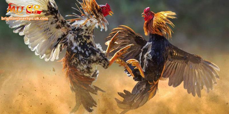 Các loại hình đa dạng của đá gà tại Mu88