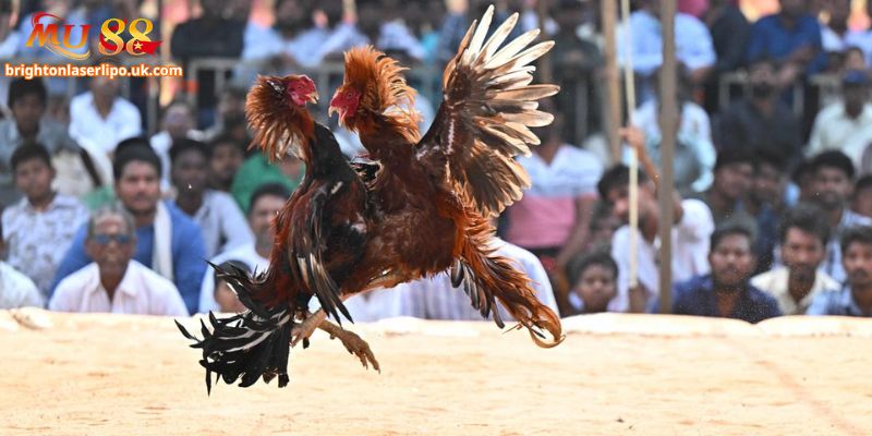 Lịch thi đấu đá gà Mu88 được cập nhật liên tục